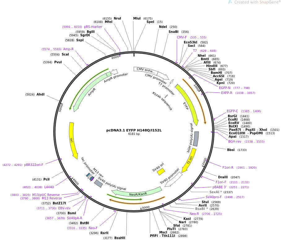 pcDNA3.1 EYFP H148QI152L质粒图谱